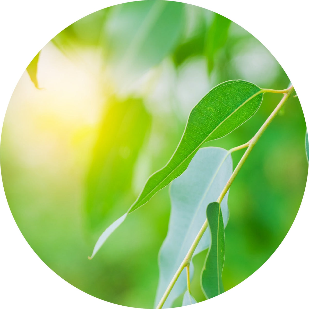 Eucalyptus Radiata - Essential Oil