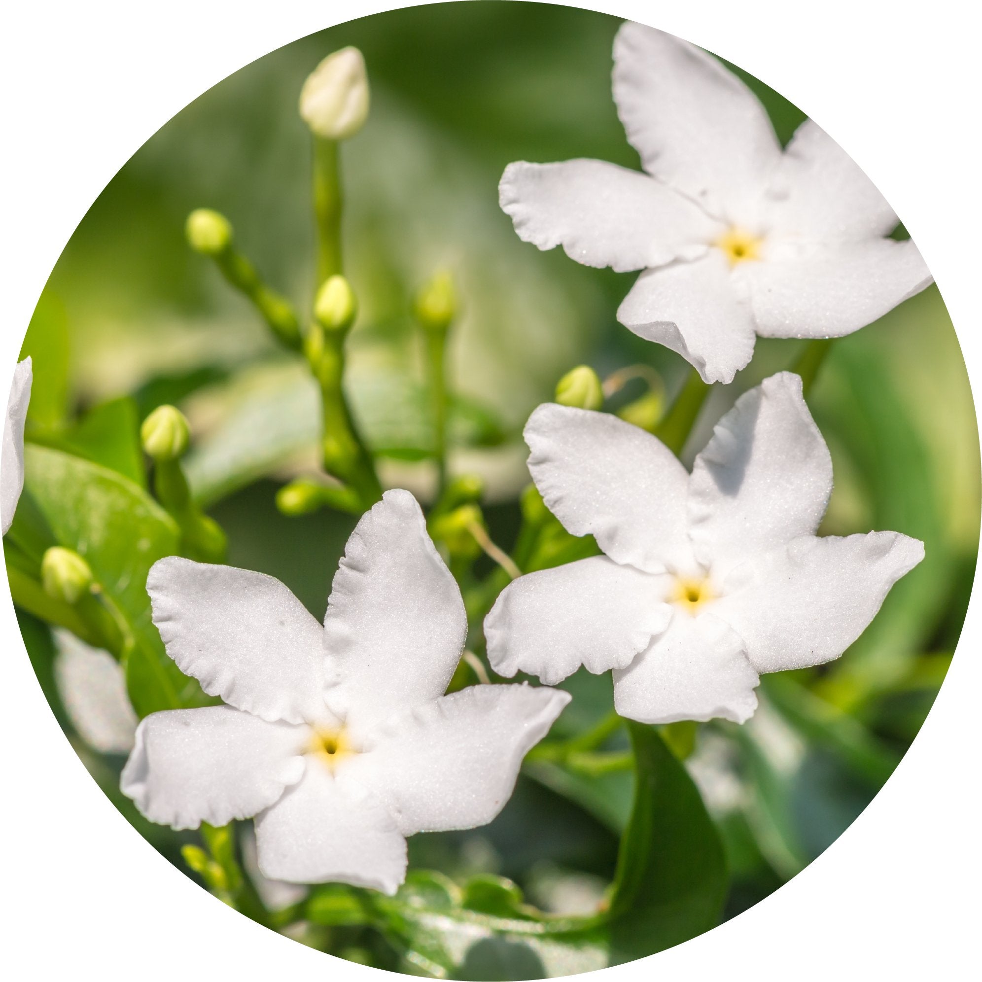 Jasmine Otto, Royal - Essential Oil – Living Libations