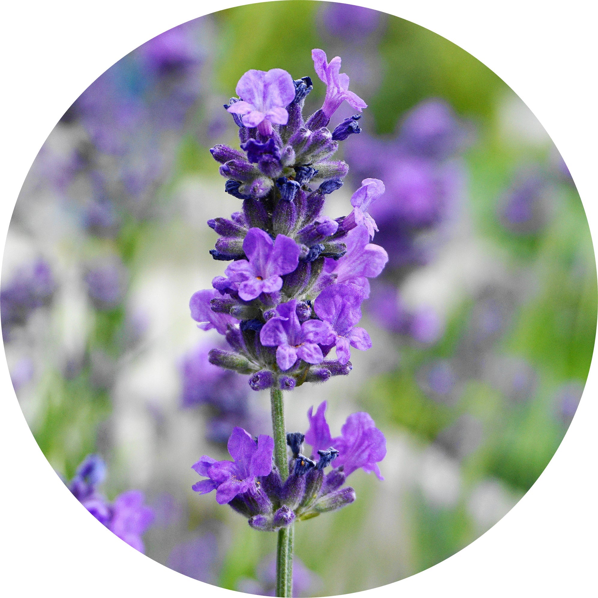 maillette lavender plants Lavender, Maillette Essential Oil 5ml