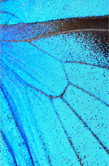 The philosophy and living color of Cosmoetics is about adornment as an act of nourishment