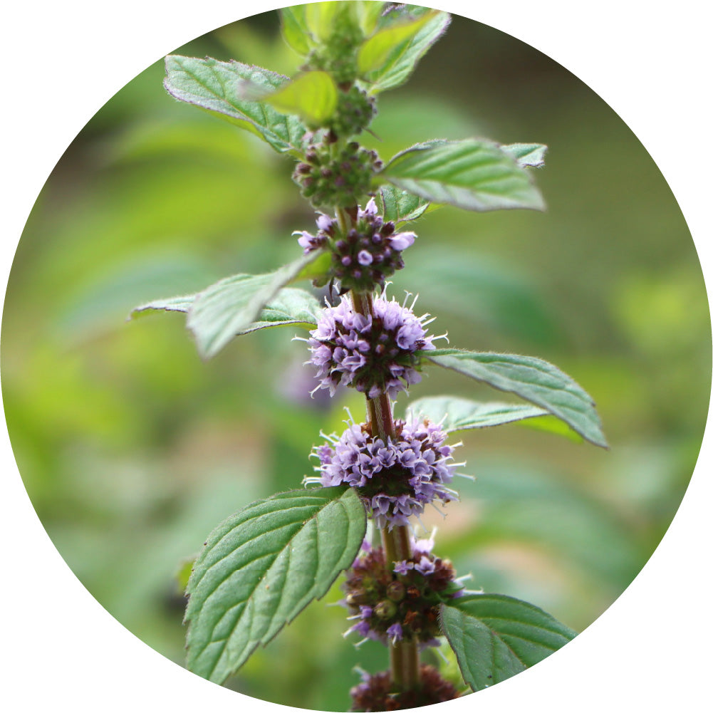 Wild Mint - Essential Oil
