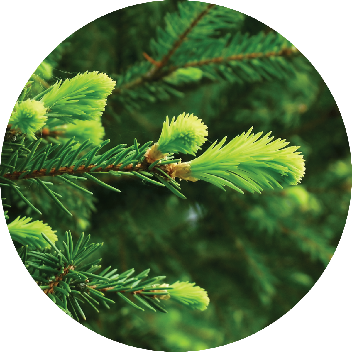 Fir, Grand - Essential Oil