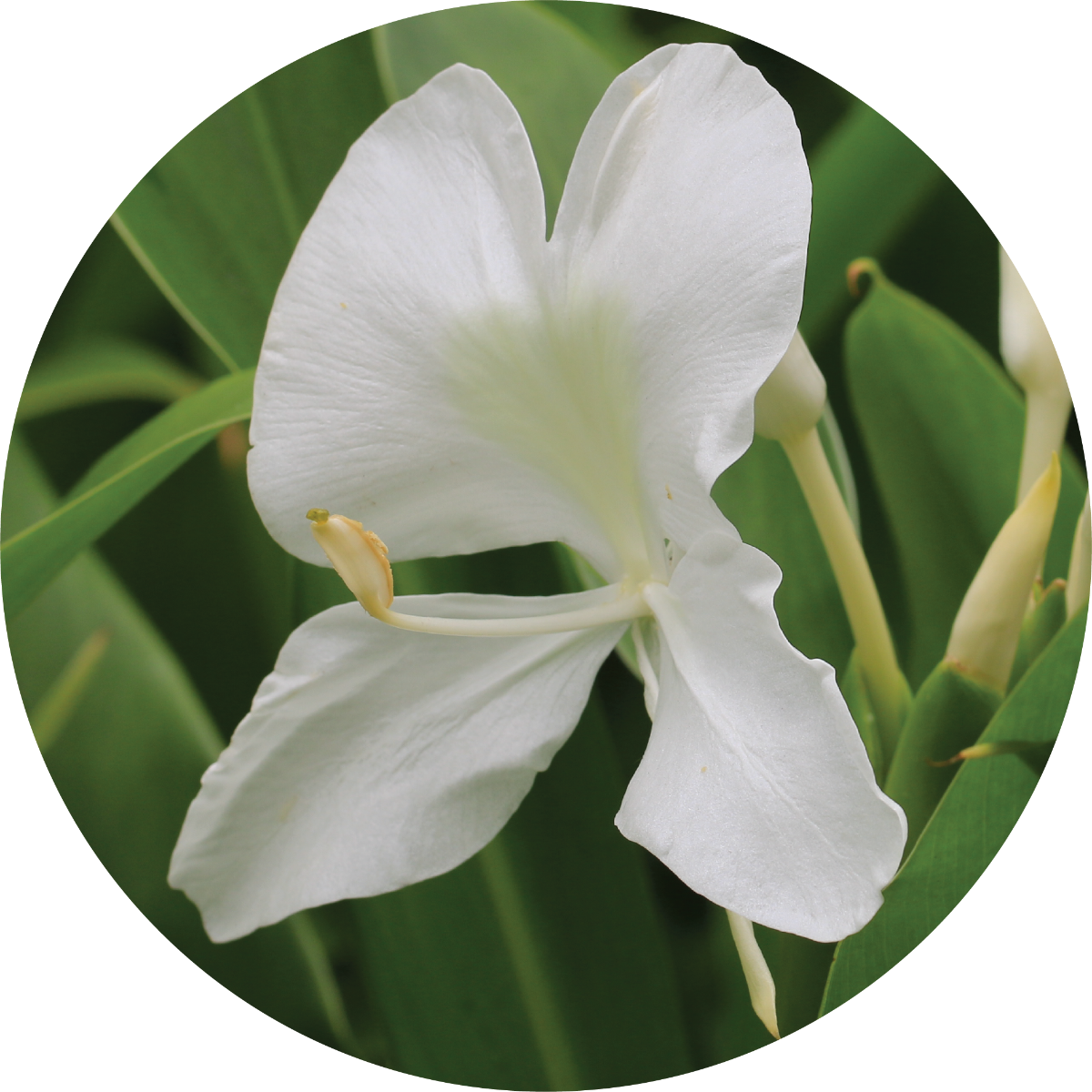 white ginger lily essential oil Gingerlily over Vetiver Essential Oil 100ml
