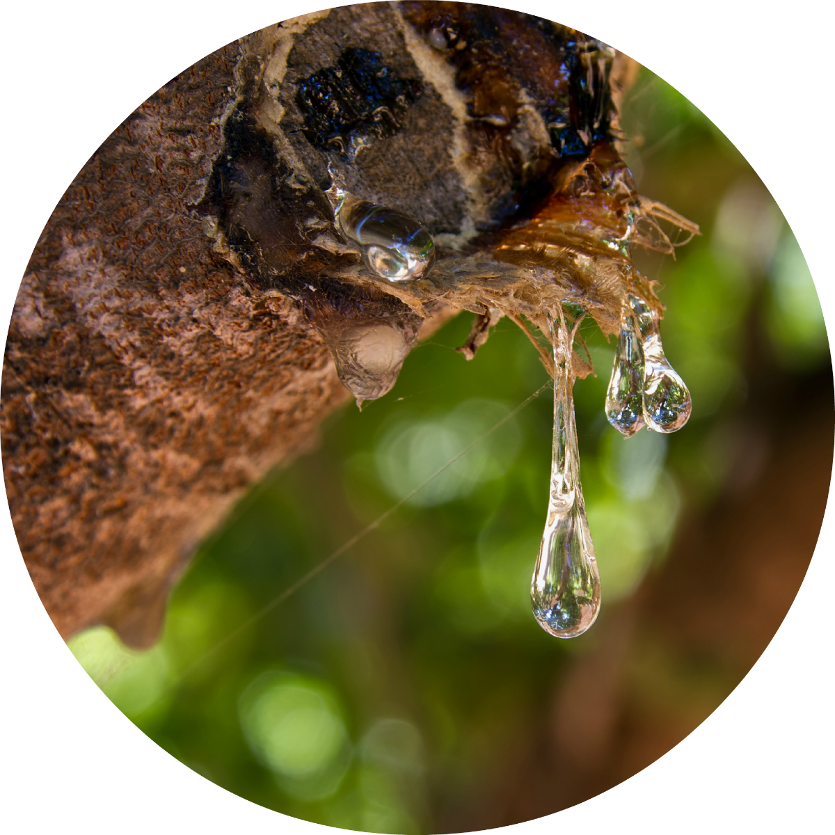 mastic plant resin Mastic