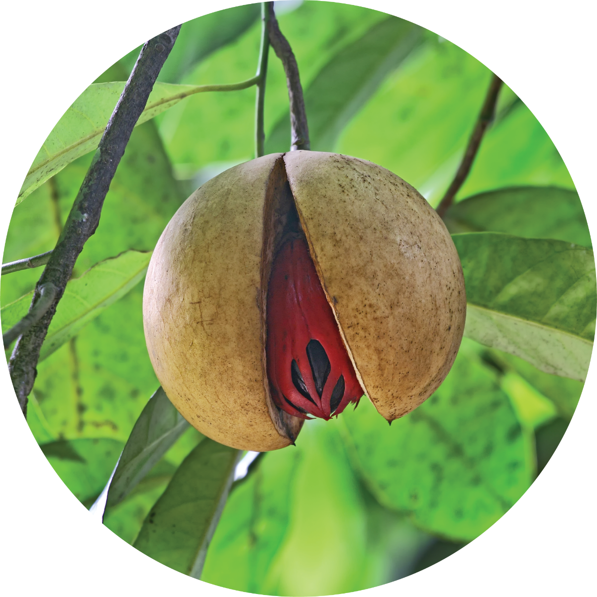 Nutmeg - Essential Oil – Living Libations