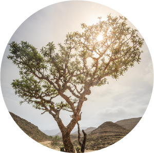 Frankincense, Sacred Sacra - Essential Oil