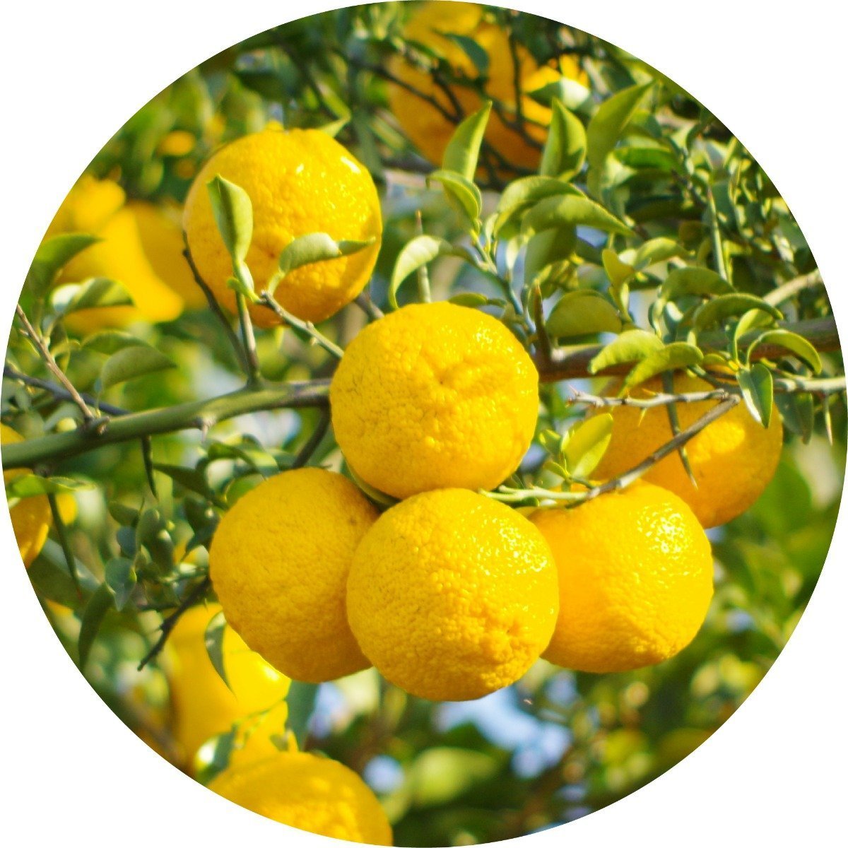 Yuzu - Essential Oil – Living Libations