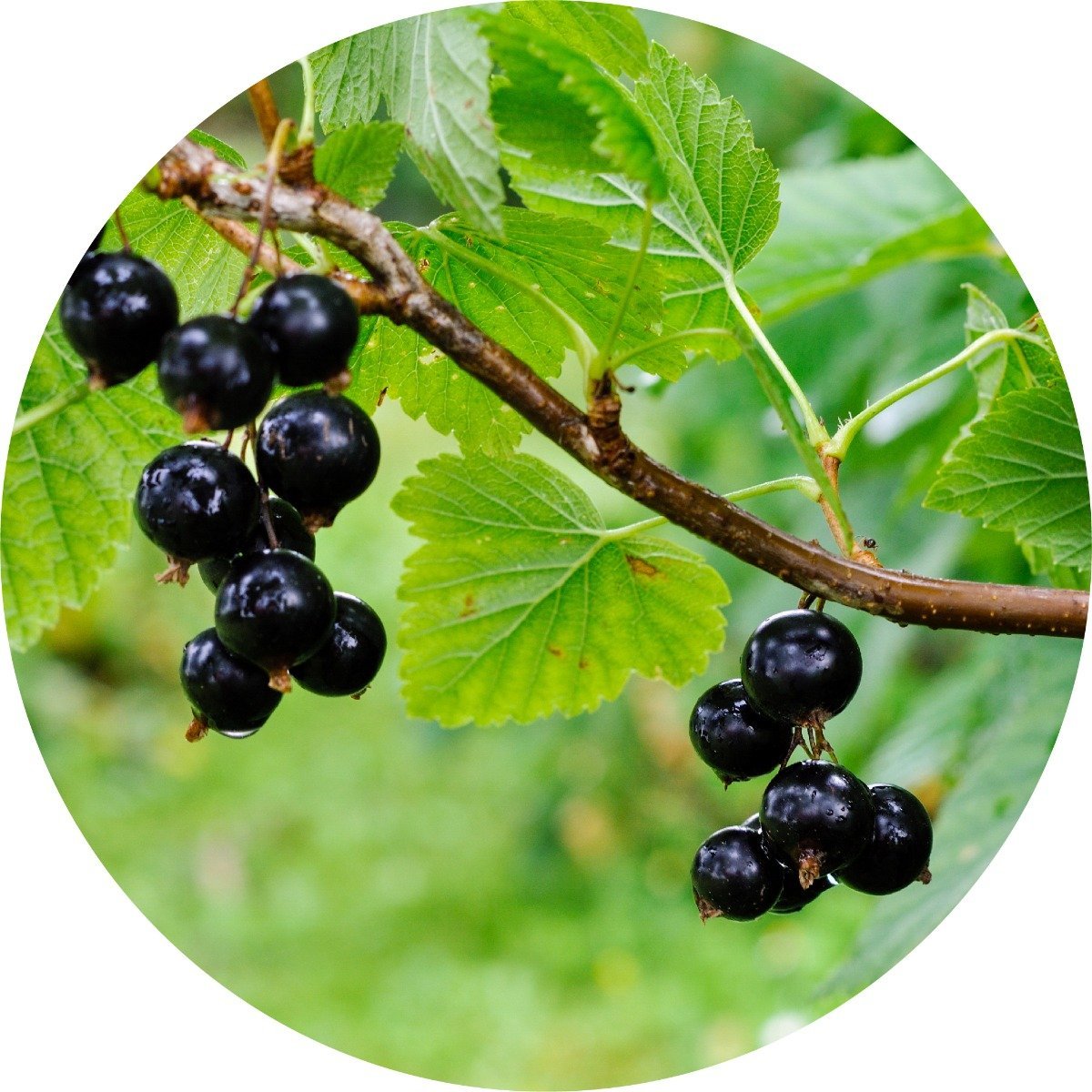Black Currant - Absolute – Living Libations