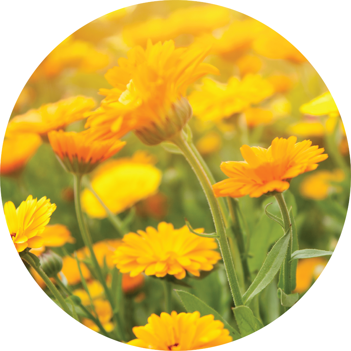 calendula succulent Organic, Concentrated Total Calendula Extract: Super Skin Soother 15ml