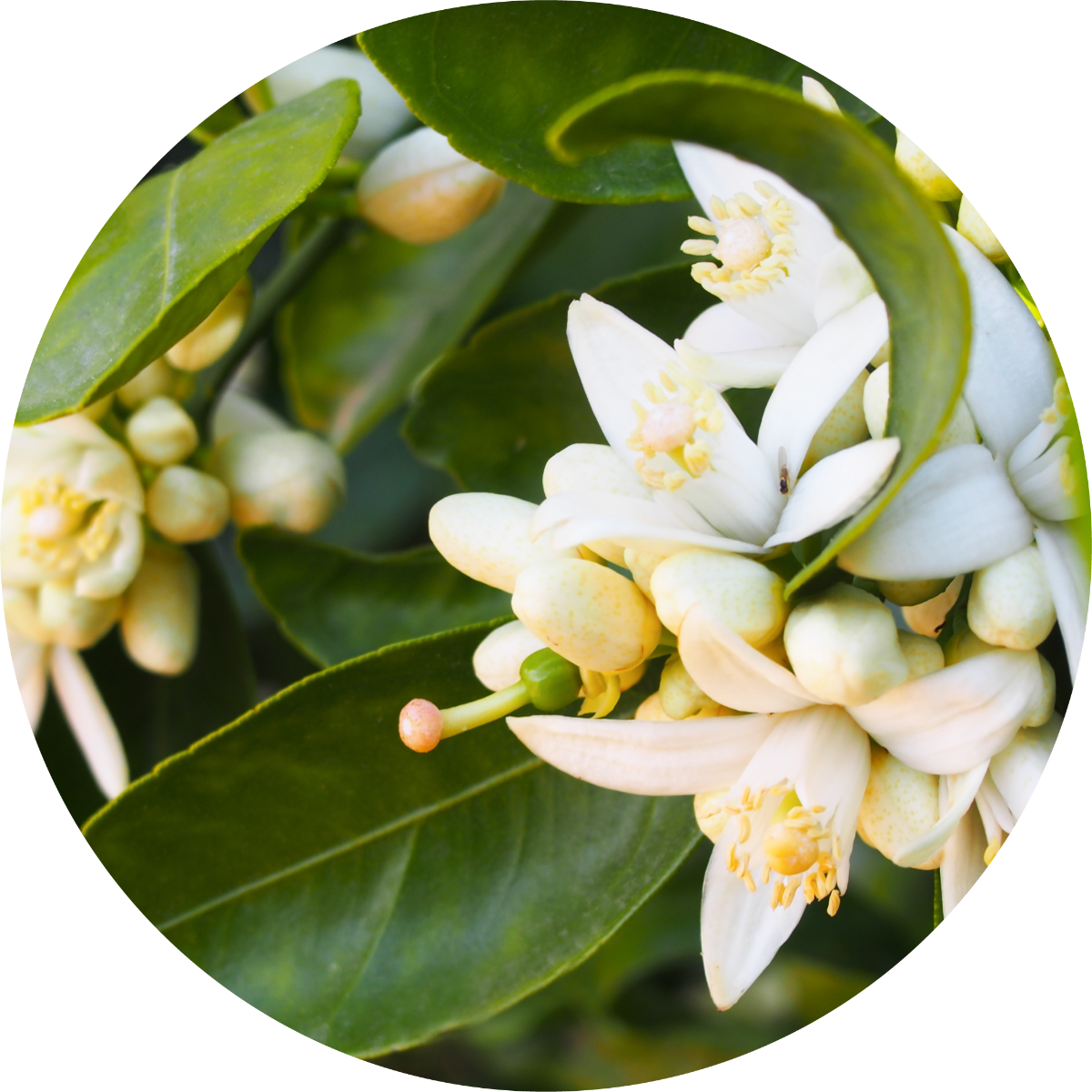 Orange Blossom - Absolute – Living Libations