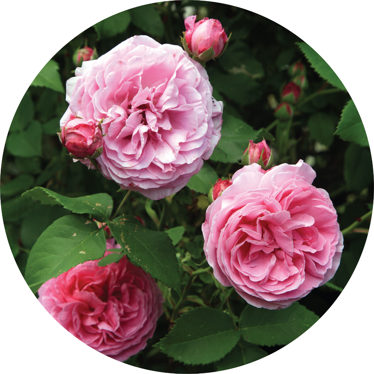 Rose Bourbon