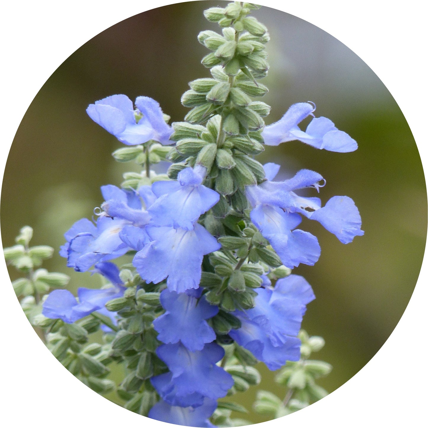 Sage, Blue Mountain - Essential Oil