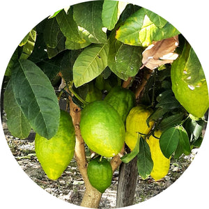 Citron Essential Oil