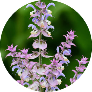 Clary Sage Absolute