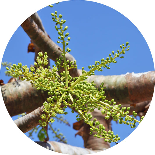 Frankincense, Classic Carterii