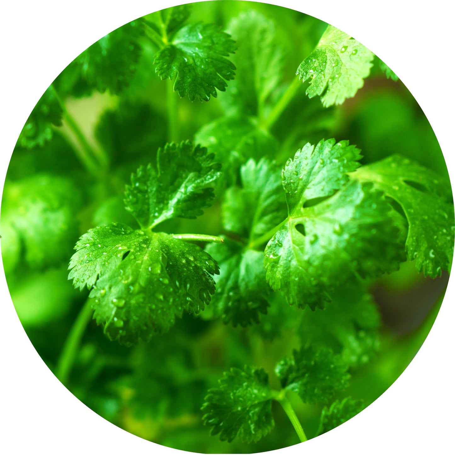 Cilantro Leaf Essential Oil