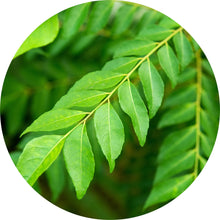 Load image into Gallery viewer, Curry Leaf Essential Oil