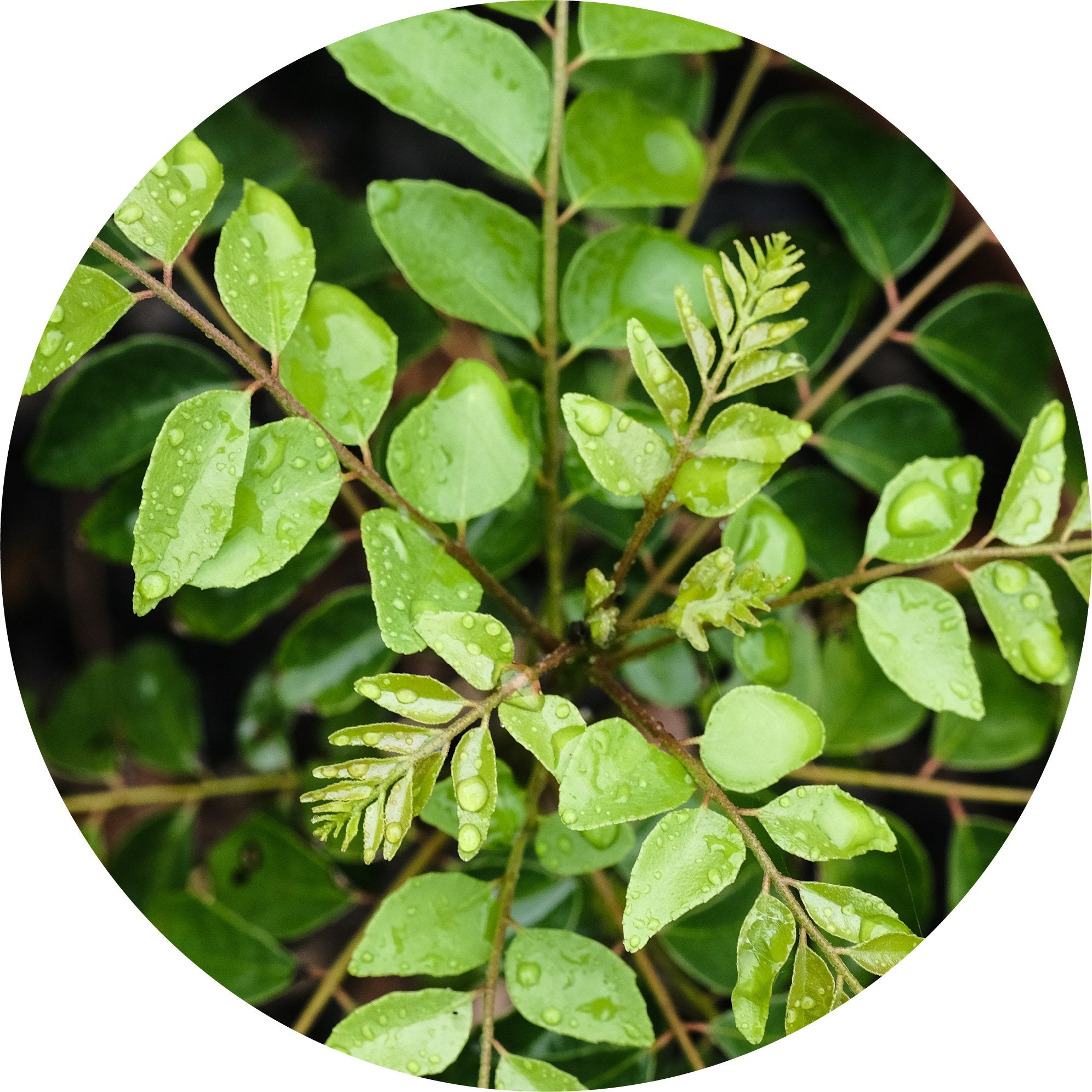 Curry Leaf Essential Oil