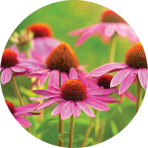 Echinacea - Ginger + Orange