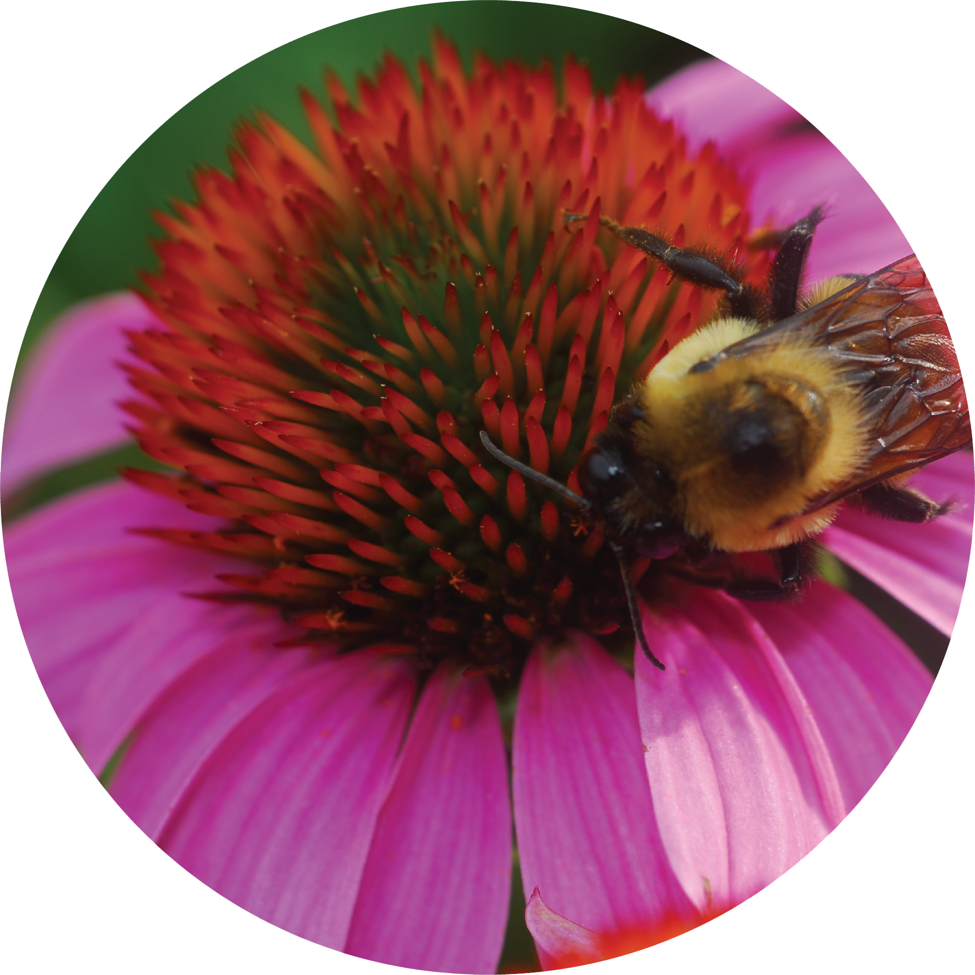 Echinacea + Hyssop