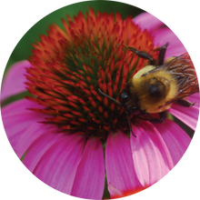 Load image into Gallery viewer, Echinacea + Hyssop