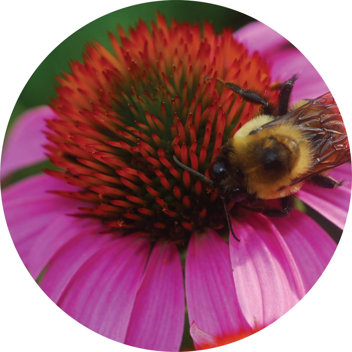 Echinacea + Hyssop