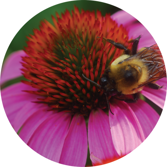 Echinacea + Hyssop