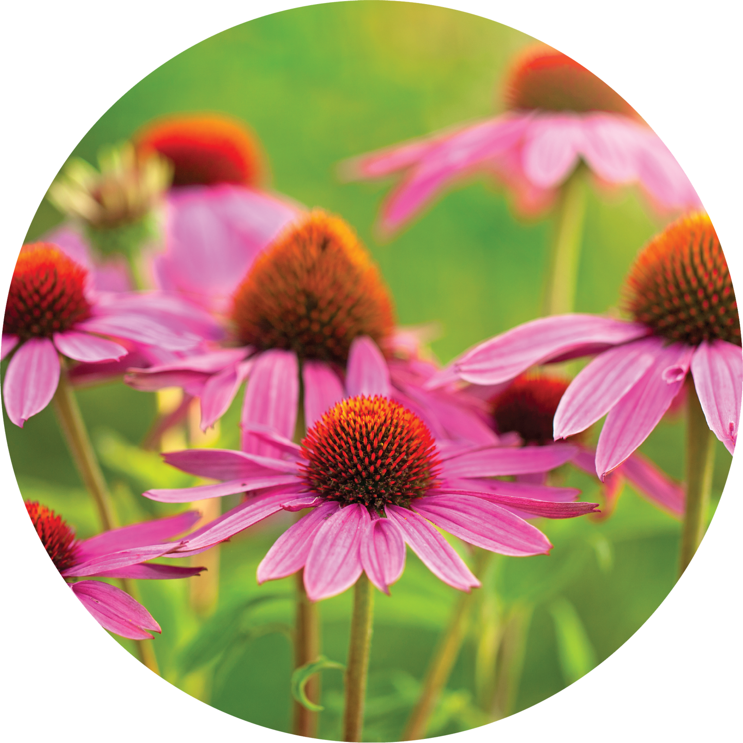 Echinacea - Ginger + Orange