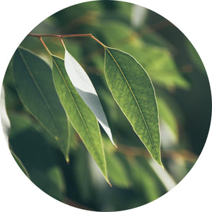 Eucalyptus Kochii Essential Oil