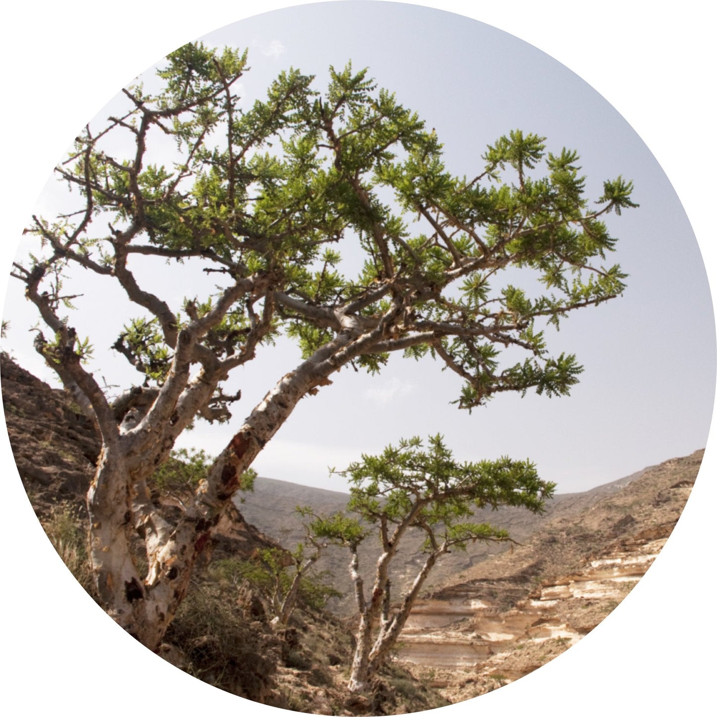 Frankincense, Frereana Essential Oil