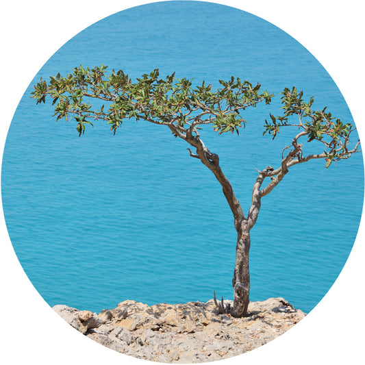 Frankincense, Carterii Essential Oil