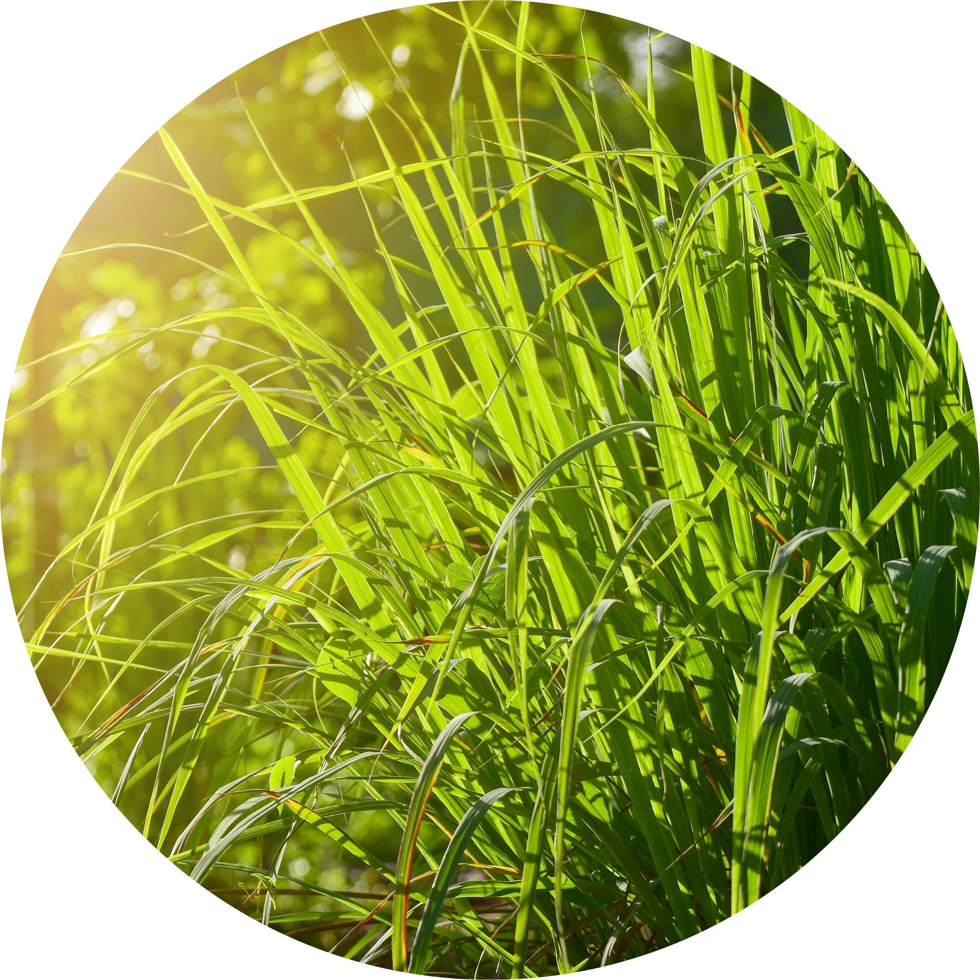 Gingergrass Essential Oil