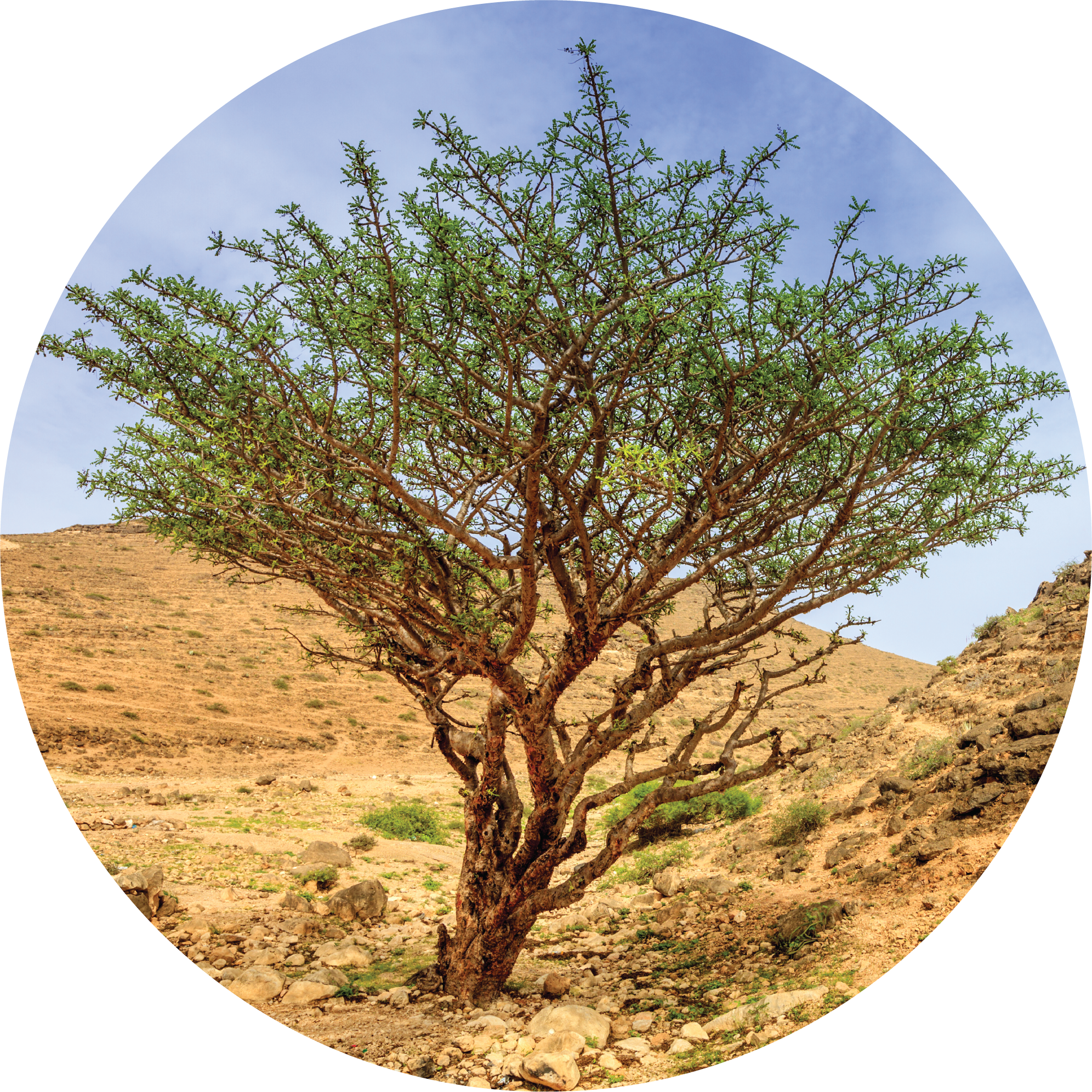 Frankincense, Green Hojari Essential Oil