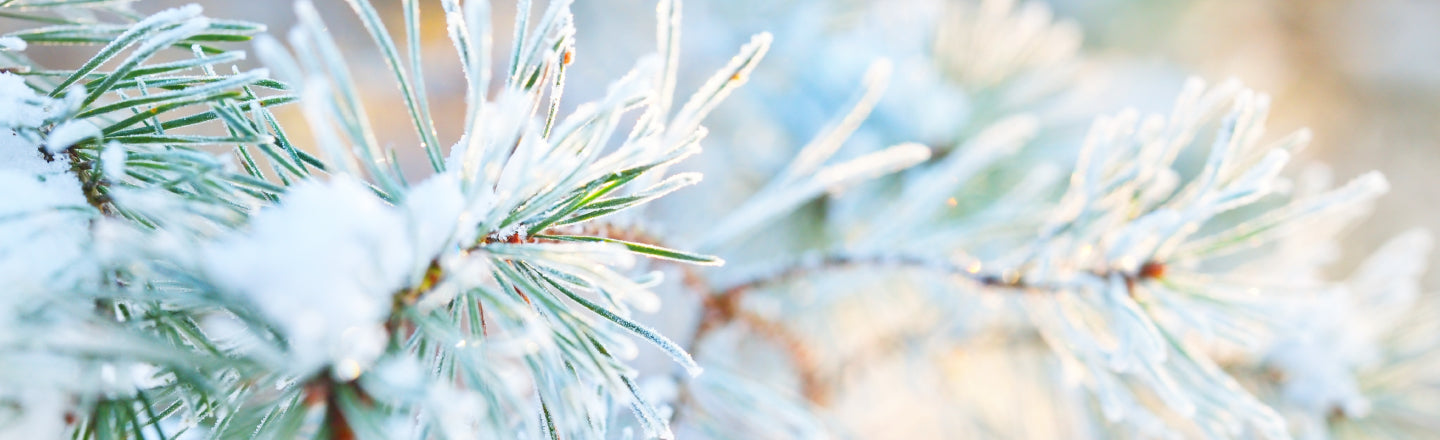 Living Libations Holiday Gift Guide Festive Fir Tree