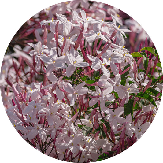 Jasmine Chameli Attar - Essential Oil