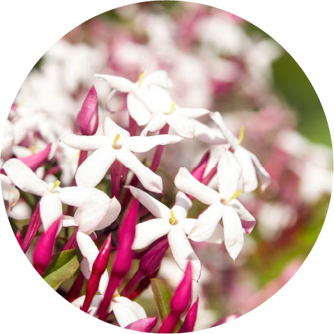 Jasmine Otto, Royal - Essential Oil VIP