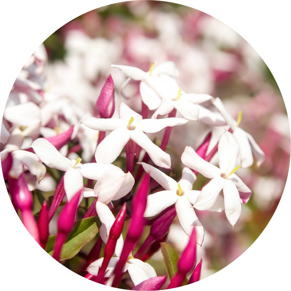 Jasmine Otto, Royal - Essential Oil