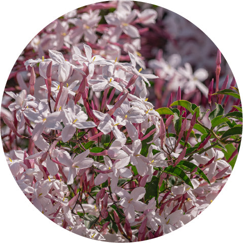 Jasmine Chameli Attar - Essential Oil