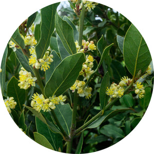 Laurel Essential Oil