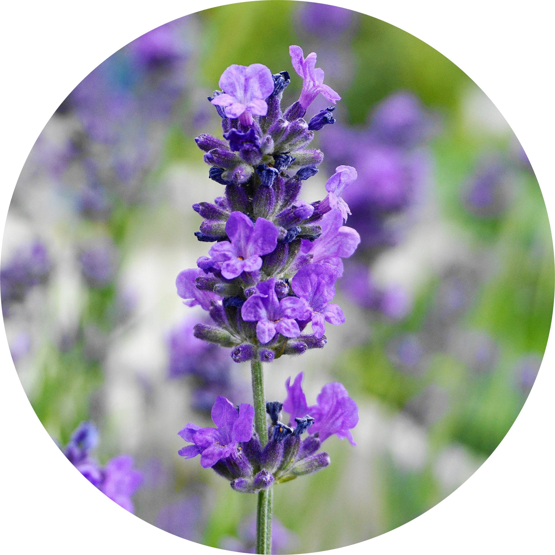 lavender tree oil Lavender, Maillette Essential Oil 5ml