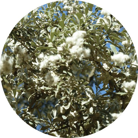 Leleshwa - Essential Oil VIP