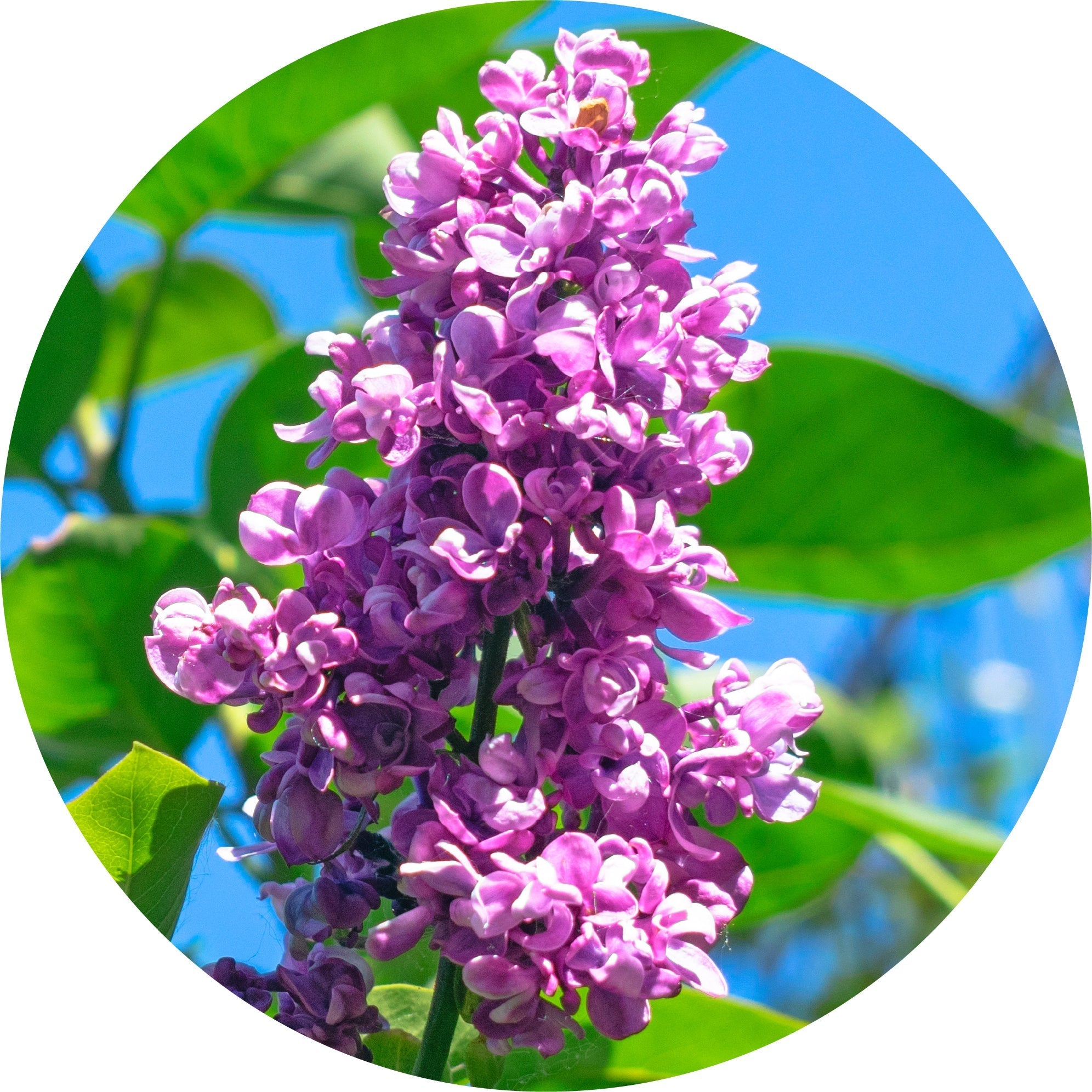 Lilac Attar Essential Oil