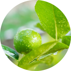 Limetta Essential Oil