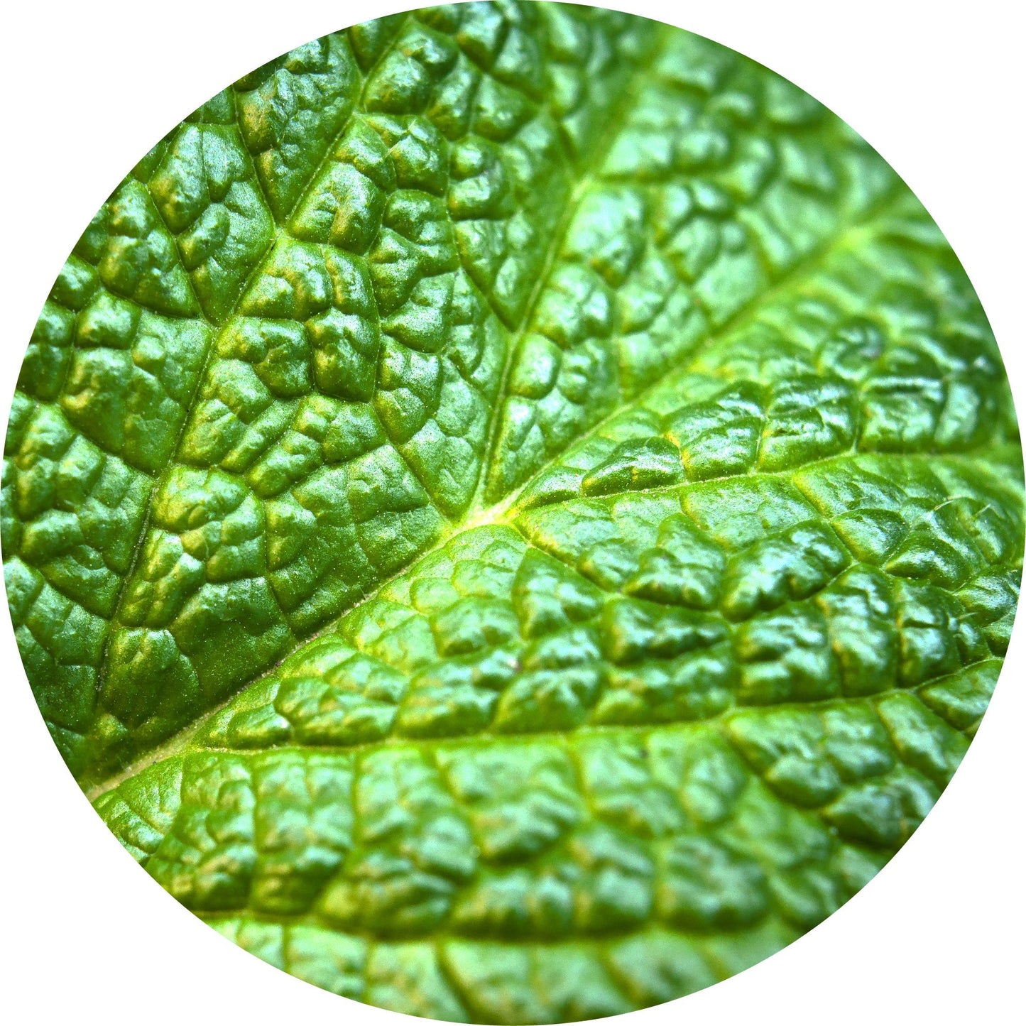 Mint, Mountain - Essential Oil