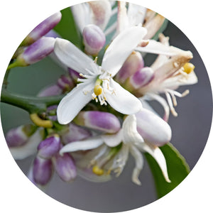 Neroli Grapefruit Blossom Essential Oil