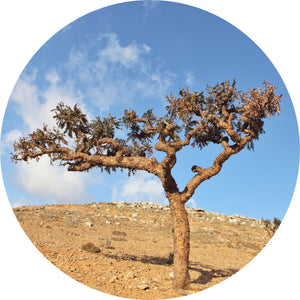 Frankincense, Occulta Essential Oil