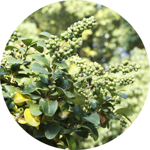 Opopanax Essential Oil