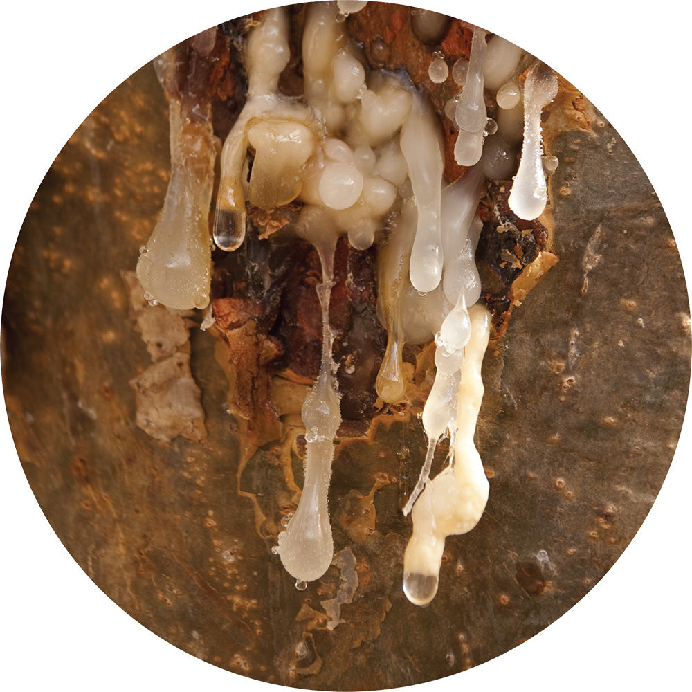 Frankincense, Royal Hojari - Essential Oil