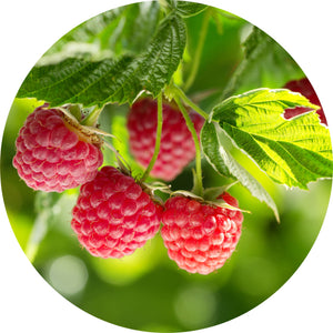 Raspberry Leaf Absolute