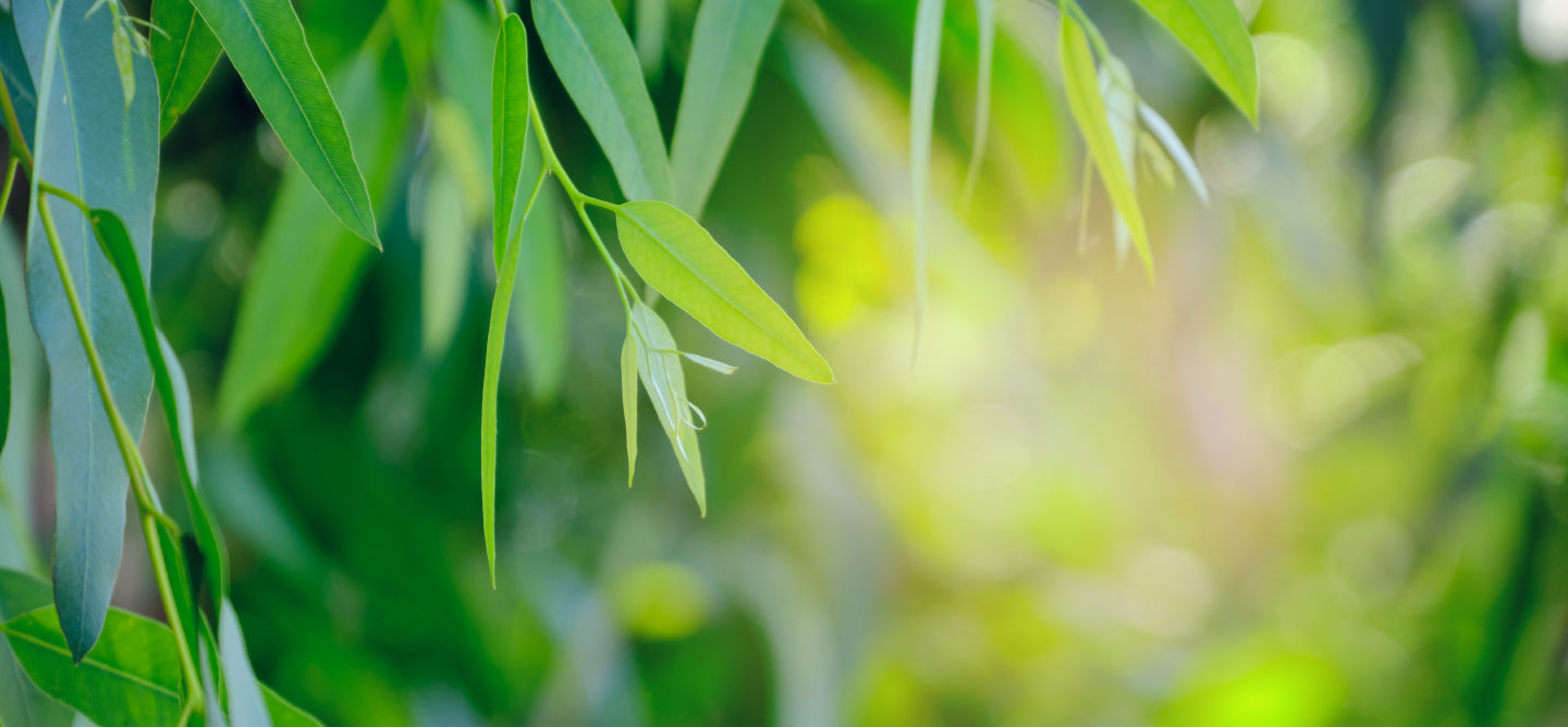 Revive Alive Air Care Botanical Bling Nose Diffuser Eucalyptus Inula Grapefruit Rosemary Black Friday Cyber Monday Bonus Day